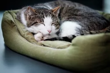 Katzensofas und Katzenbetten