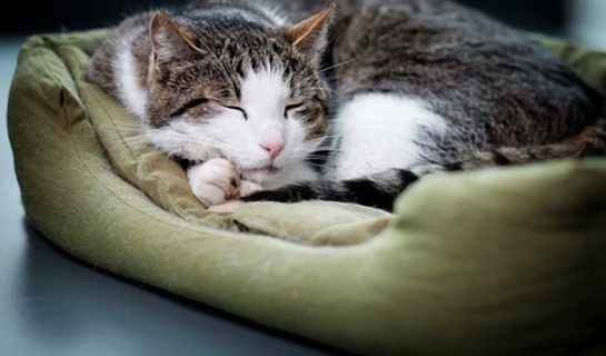 Katzensofas und Katzenbetten