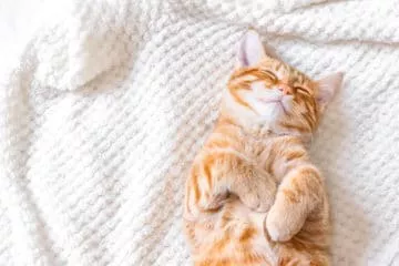 Selbstheizende Decke für Katzen