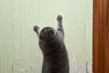 Hilfe meine Katze kratzt an der Tapete – Was kann man tun?