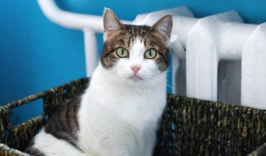 Katzenbetten und Liegen für die Heizung