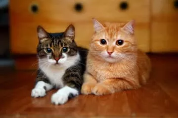 Zwei Katzen aneinander gewöhnen mit diesen Tipps