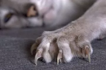Kratzmatten für Katzen – Günstige Alternative zum Kratzbaum und flexibler als Kratzbretter
