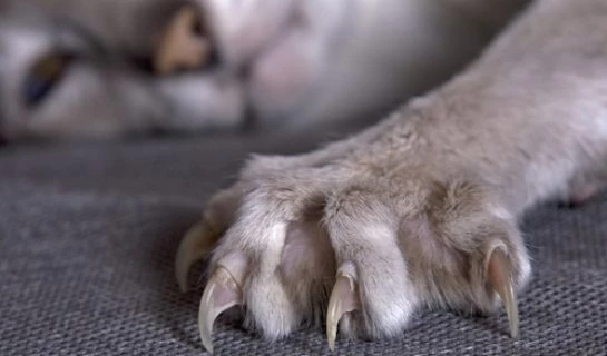 Kratzmatten für Katzen – Günstige Alternative zum Kratzbaum und flexibler als Kratzbretter