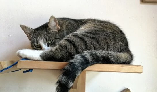 Wandliege für Katzen – Wandliegebrett platzsparend an der Wand montiert
