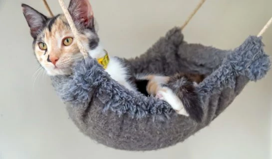 Hängematte für Katzen – Platzsparender Aussichtspunkt