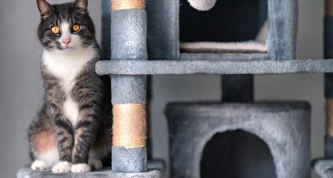 Katzenkratzbäume und Kratzmöbel bestellen